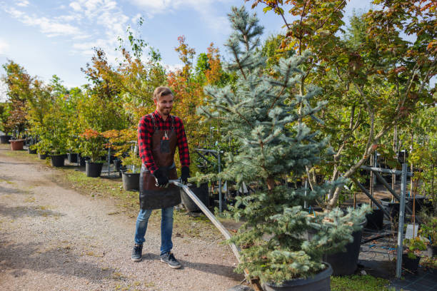 Best Affordable Tree Cutting  in USA